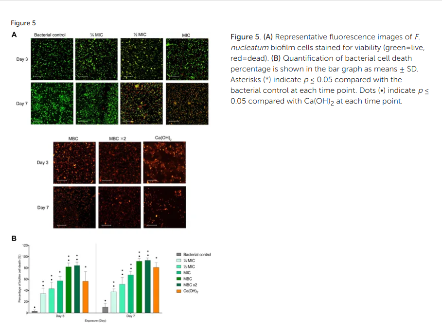 Figure 5. (A) Representative fluorescence images of F. nucleatum biofilm cells stained for viability (green=live, red=dead). (B) Quantification of bacterial cell death percentage is shown in the bar graph as means ± SD. Asterisks (*) indicate p ≤ 0.05 compared with the bacterial control at each time point. Dots (•) indicate p ≤ 0.05 compared with Ca(OH)2 at each time point.
