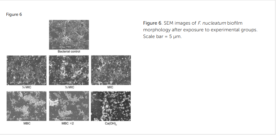 Figure 6. SEM images of F. nucleatum biofilm morphology after exposure to experimental groups. Scale bar = 5 μm.