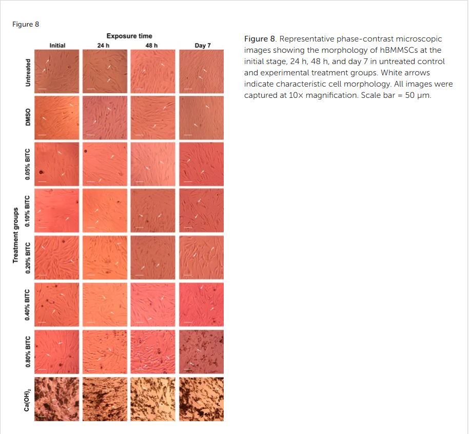 Figure 8. Representative phase-contrast microscopic images showing the morphology of hBMMSCs at the initial stage, 24 h, 48 h, and day 7 in untreated control and experimental treatment groups. White arrows indicate characteristic cell morphology. All images were captured at 10× magnification. Scale bar = 50 µm.