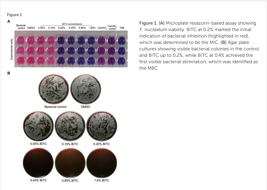 Figure 1. (A) Microplate resazurin-based assay showing F. nucleatum viability. BITC at 0.2% marked the initial indication of bacterial inhibition (highlighted in red), which was determined to be the MIC. (B) Agar plate cultures showing visible bacterial colonies in the control and BITC up to 0.2%, while BITC at 0.4% achieved the first visible bacterial elimination, which was identified as the MBC.